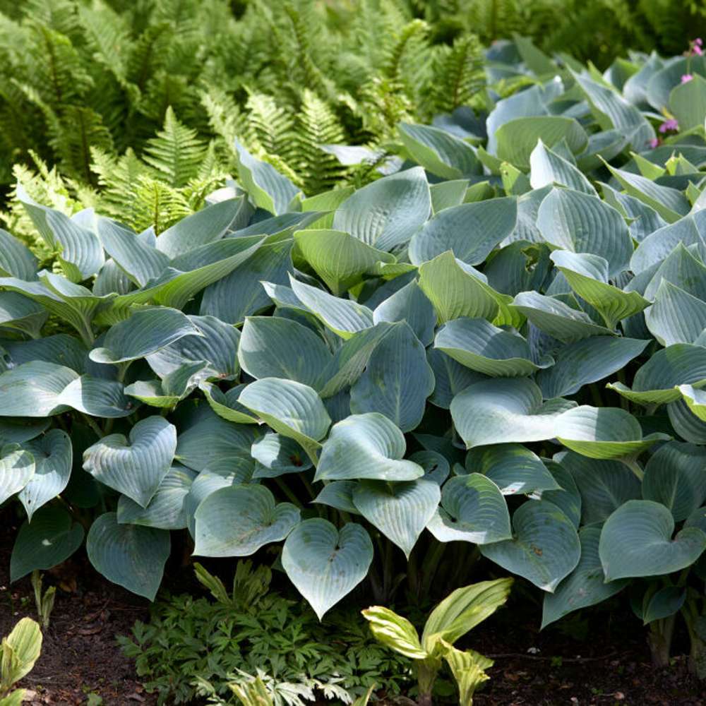Blåfunkia 'Halcyon' med tjocka blågröna blad i en tät tuva